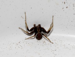 Xysticus thessalicoides