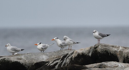 iNaturalist image