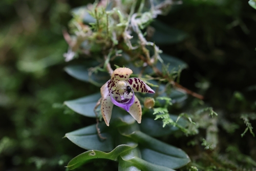 Dichaea pendula