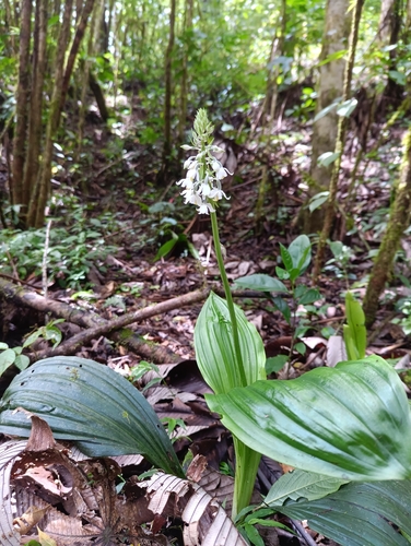 Calanthe calanthoides