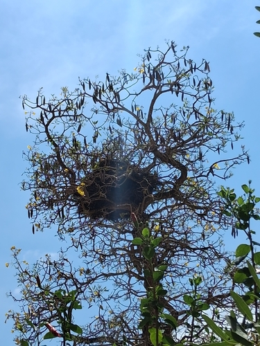 Palmchat