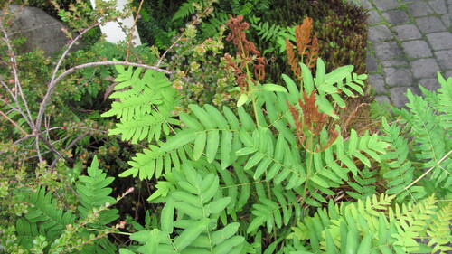 Royal fern (Osmunda regalis)