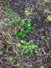 Trillium kurabayashii