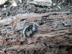 Plethodon cinereus