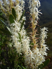 Agastachys odorata