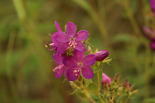 Rhynchanthera grandiflora, photograph 5