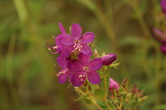 Rhynchanthera grandiflora, photograph (c) Wallace Carneiro Almeida, some rights reserved (CC BY-SA)