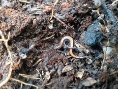 Plethodon cinereus