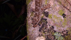 Hoplodactylus duvaucelii