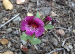 Diplacus constrictus