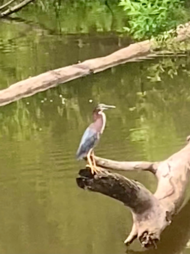 Green Heron