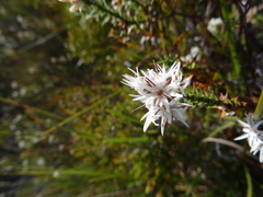 Agastachys odorata