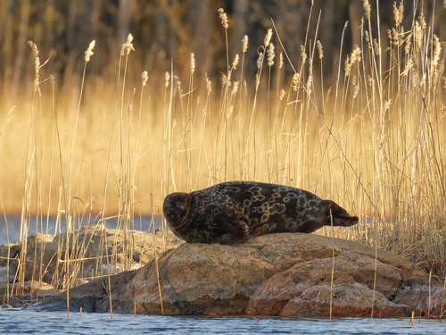 Saimaa Seal, South Savo, FI-IS, FI, photo 8 of 10