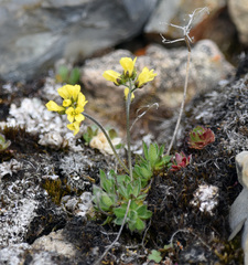 Draba alpina