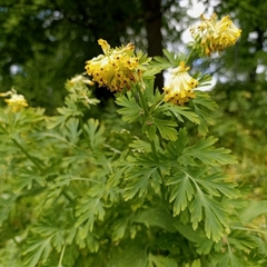 Corydalis nobilis