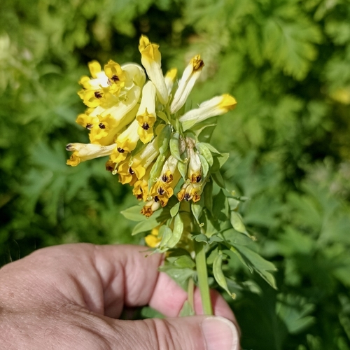 Corydalis nobilis, photograph 1