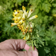 Corydalis nobilis, photograph (c) Tim Johnson, some rights reserved (CC BY)
