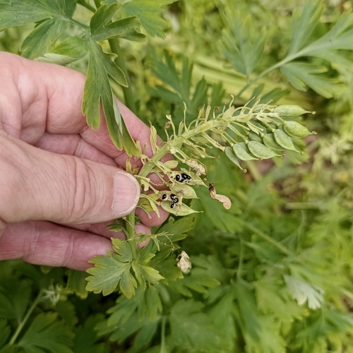 Corydalis nobilis, photograph 2