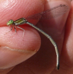 Ischnura hastata