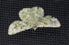 Aeolochroma hypochromaria
