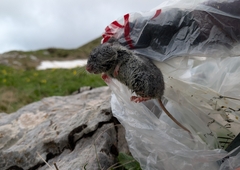 Balkan Snow Vole photo 1