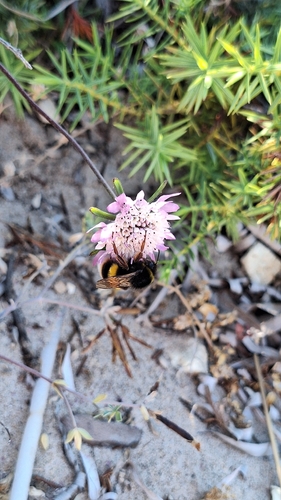 Bombus terrestris sassaricus