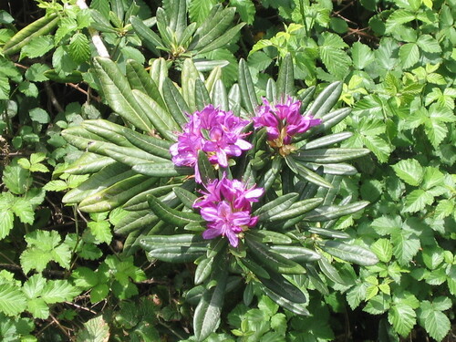 Rhododendron ponticum