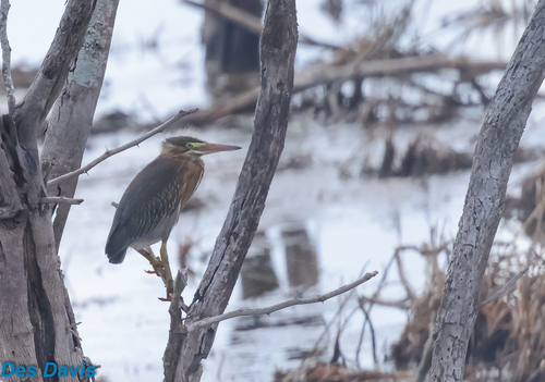 Striated Heron