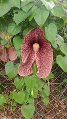 Aristolochia gigantea