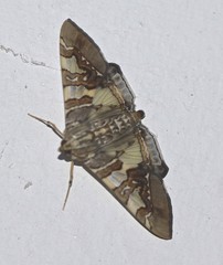 Glyphodes cosmarcha