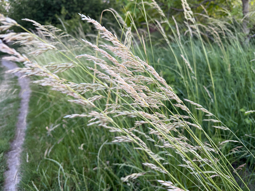 tall oat grass