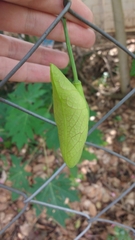 Aristolochia gigantea
