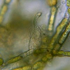Stichotricha