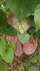 Aristolochia gigantea