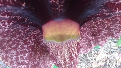 Aristolochia gigantea