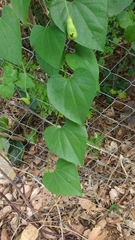 Aristolochia gigantea