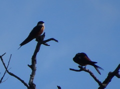 Cecropis senegalensis