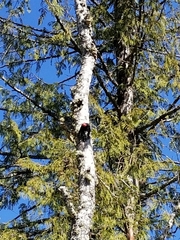 Sphyrapicus ruber