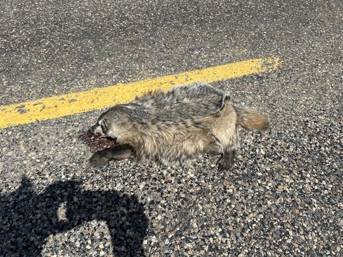 Central North American Badger