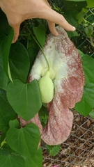 Aristolochia gigantea