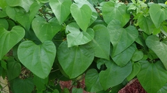 Aristolochia gigantea