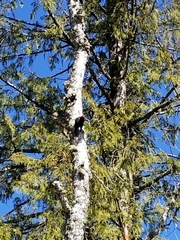 Sphyrapicus ruber
