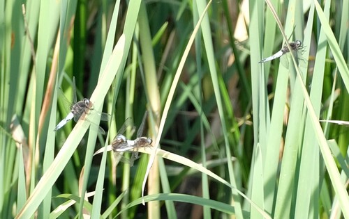 Scarce Chaser