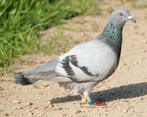 Feral Pigeon
