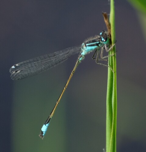 Blue-tailed Damselfly