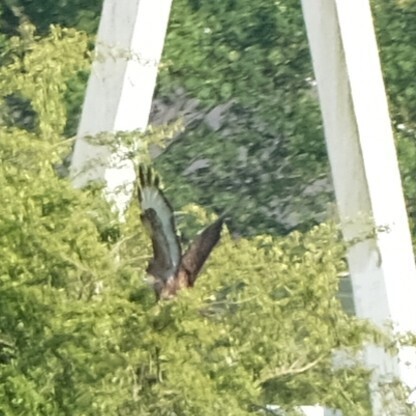 Common Buzzard