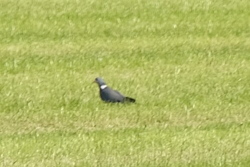 Common Wood-Pigeon