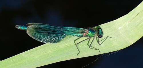 Banded Demoiselle