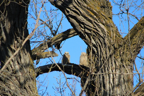 Great Horned Owl photographed in North Dakota