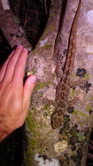 Hoplodactylus duvaucelii